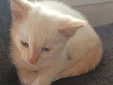 À adopter : chaton mâle au pelage crème de 2 mois
