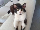 En quête d'un foyer : chat noir et blanc de 8 ans