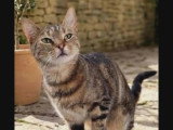 Disponible à l'adoption : chatte tigrée d'un an