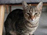 Disponible à l'adoption : chatte tigrée d'un an