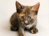 Prêt pour l'adoption : chaton femelle de 2 mois