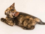 Prêt pour l'adoption : chaton femelle de 2 mois