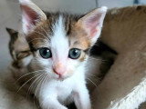 À la recherche d'une famille : chaton femelle tigré blanc de 2 mois