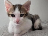 À la recherche d'une famille : chaton femelle tigré blanc de 2 mois