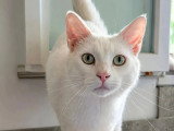 À adopter : chat blanc de 3 ans