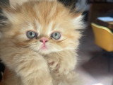 Chatons Persan à vendre