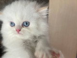 Chatons Persan à vendre
