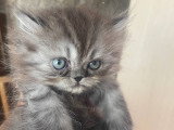 Chatons Persan à vendre
