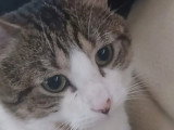 En quête d'un foyer : chat tigré blanc d'un an