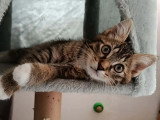 Disponible à l'adoption : chaton mâle tigré blanc de 2 mois