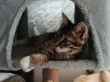 Disponible à l'adoption : chaton mâle tigré blanc de 2 mois