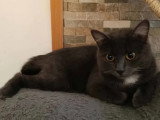 À la recherche d'une famille : chatte grise d'un an et demi
