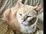 Prêt pour l'adoption : chat au pelage beige de 11 ans