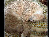 Prêt pour l'adoption : chat au pelage beige de 11 ans