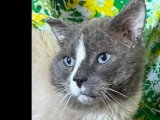 En attente d'adoption : chat gris et blanc de 10 ans