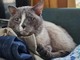En attente d'adoption : chat gris et blanc de 10 ans