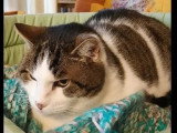 En quête d'un foyer : chatte au pelage tigré blanc de 19 ans