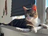Adoption disponible : chat au pelage tigré blanc de 4 ans