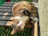 Adoption disponible : chat au pelage tigré blanc de 4 ans