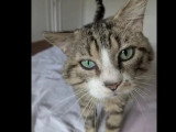 En attente d'un foyer : chat au pelage tigré de 6 ans