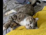 En attente d'un foyer : chat au pelage tigré de 6 ans