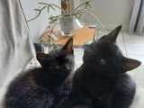 Chatons à donner