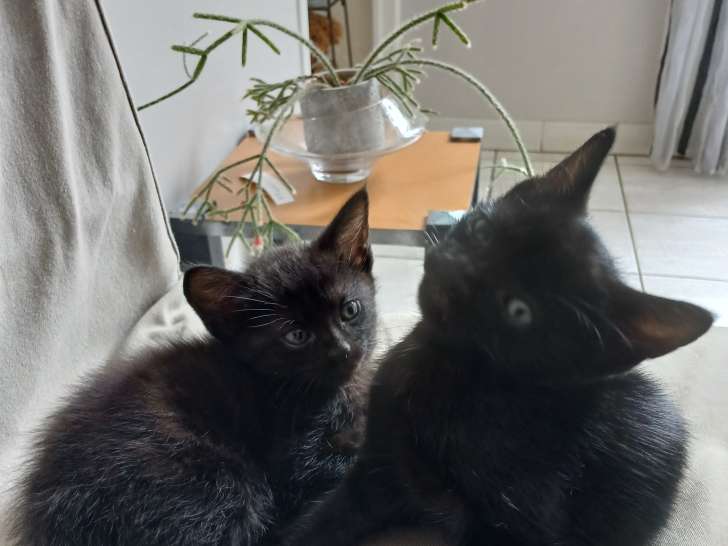 Chatons à donner