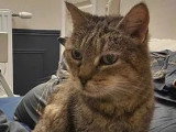 À la recherche d'une famille : chatte au pelage tigré mi-long de 22 ans