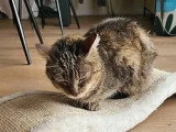 À la recherche d'une famille : chatte au pelage tigré mi-long de 22 ans