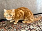 À accueillir : chat au pelage tigré roux de 2 ans