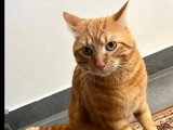 À accueillir : chat au pelage tigré roux de 2 ans