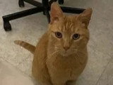 En attente d'adoption : chat au pelage tigré roux de 9 ans