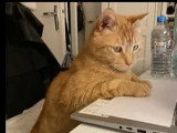 En attente d'adoption : chat au pelage tigré roux de 9 ans