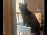 Prêt pour l'adoption : chat au pelage noir mi-long de 4 ans