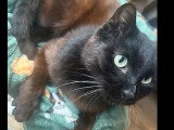 Prêt pour l'adoption : chat au pelage noir mi-long de 4 ans