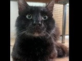 Disponible à l'adoption : chat au pelage noir mi-long de 3 ans