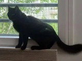 Disponible à l'adoption : chat au pelage noir mi-long de 3 ans