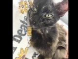 À adopter : chatte au pelage écaille de tortue de 5 ans