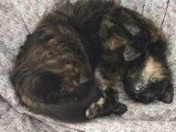 À adopter : chatte au pelage écaille de tortue de 5 ans