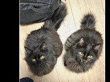 À accueillir : 2 chatons mâles au long pelage noir de 9 mois