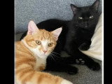 À adopter : 2 chatons mâles de 11 mois