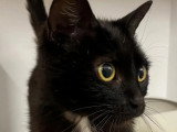 Disponible à l'adoption : chatte noire et blanche de 3 ans