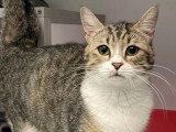 À la recherche d'une famille : chatte tigrée et blanche de 2 ans