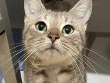 Adoption disponible : chaton femelle au pelage tigré gris de 9 mois