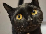 En attente d'un foyer : chat au pelage noir d'un an