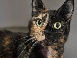 À la recherche d'une famille : chatte au pelage écaille de tortue de 3 ans