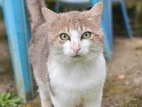 En quête d'un foyer : chat au pelage tigré blanc de 5 ans