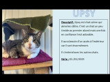 Prêt pour l'adoption : chat tigré blanc de 3 ans
