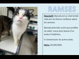 En attente d'adoption : chat noir et blanc de 6 ans