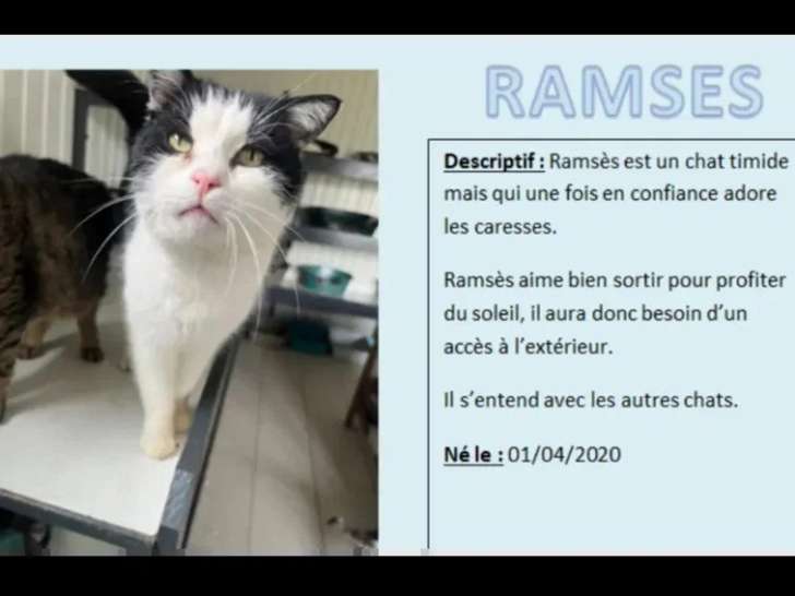En attente d'adoption : chat noir et blanc de 6 ans